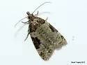 Anopina ednana - Hodges#3584