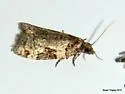 Anopina ednana - Hodges#3584 - photo 2
