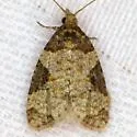 Anopina ednana - Hodges#3584 - photo 3