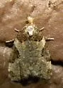 Anopina ednana - Hodges#3584 - photo 4