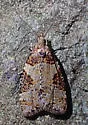 Anopina ednana - Hodges#3584 - photo 5