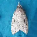 Anopina eleonora - Hodges#3585