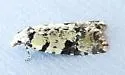 Anopina hermana - Hodges#3584.2 - photo 2