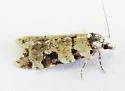 Anopina hermana - Hodges#3584.2 - photo 3