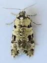 Anopina hermana - Hodges#3584.2 - photo 4