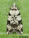 Anopina hermana - Hodges#3584.2 - photo 5