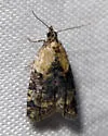 Anopina silvertonana - Hodges#3587