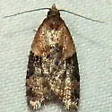Anopina silvertonana - Hodges#3587 - photo 3