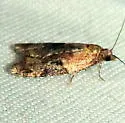 Anopina silvertonana - Hodges#3587 - photo 4