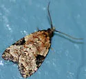 Anopina triangulana - Hodges#3583