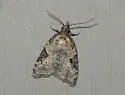 Anopina triangulana - Hodges#3583 - photo 2