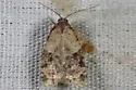 Anopina triangulana - Hodges#3583 - photo 3