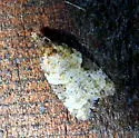 Anopina triangulana - Hodges#3583 - photo 4