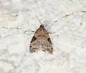Anopina triangulana - Hodges#3583 - photo 5