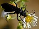 Anoplius aethiops - photo 2