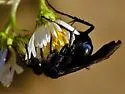 Anoplius aethiops - photo 3