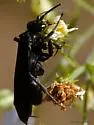 Anoplius aethiops - photo 4