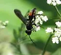 Anoplius americanus