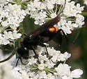 Anoplius americanus - photo 2