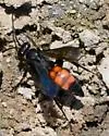 Anoplius americanus - photo 3