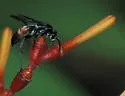 Anoplius apiculatus