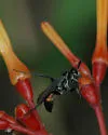 Anoplius apiculatus - photo 2