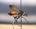 Anoplius apiculatus - photo 3