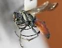 Anoplius apiculatus - photo 4