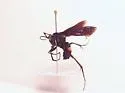 Anoplius atrox