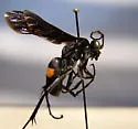 Anoplius atrox - photo 2