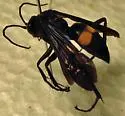 Anoplius atrox - photo 3