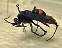 Anoplius atrox - photo 4