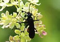 Anoplius atrox - photo 5