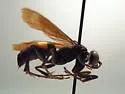 Anoplius carolinus