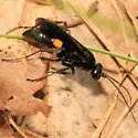 Anoplius carolinus - photo 2