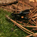 Anoplius carolinus - photo 3