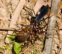 Anoplius carolinus - photo 4