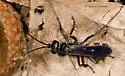 Anoplius carolinus - photo 5