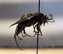 Anoplius cleora