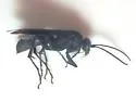 Anoplius cleora - photo 2