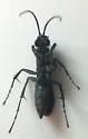 Anoplius cleora - photo 3