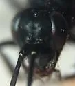 Anoplius cleora - photo 4