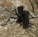 Anoplius depressipes