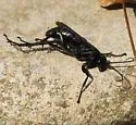 Anoplius depressipes - photo 2