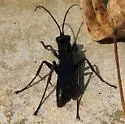 Anoplius depressipes - photo 3