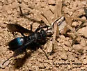 Anoplius fulgidus - photo 2