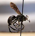 Anoplius illinoensis