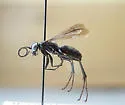 Anoplius ithaca