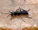 Anoplius ithaca - photo 2