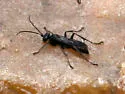 Anoplius ithaca - photo 4